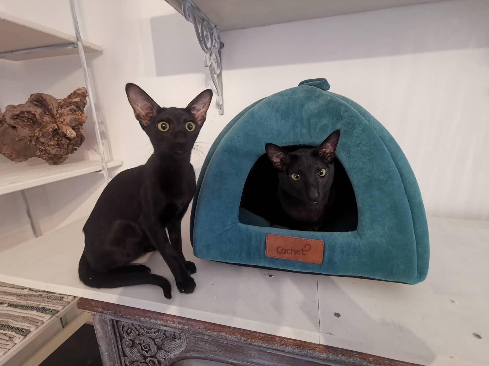 Zwei schwarze Katzen auf einem weiß lasierten Sideboard, eine davon in einer petrolfarbenen Kuschelhöhle