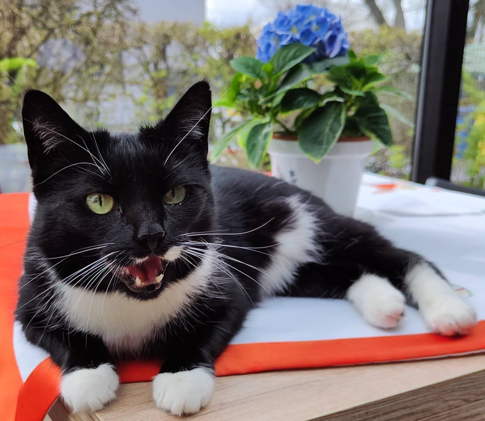 Schwarz-weiße Katze Lucy liegt auf einem orange-weißen Kissen am Fenster