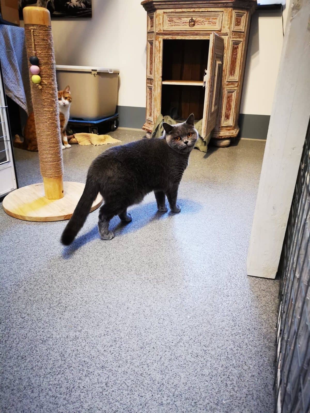 Graue Britisch Kurzhaar läuft am Sisal-Kratzbaum vorbei, im Hintergrund eine zweite Katze