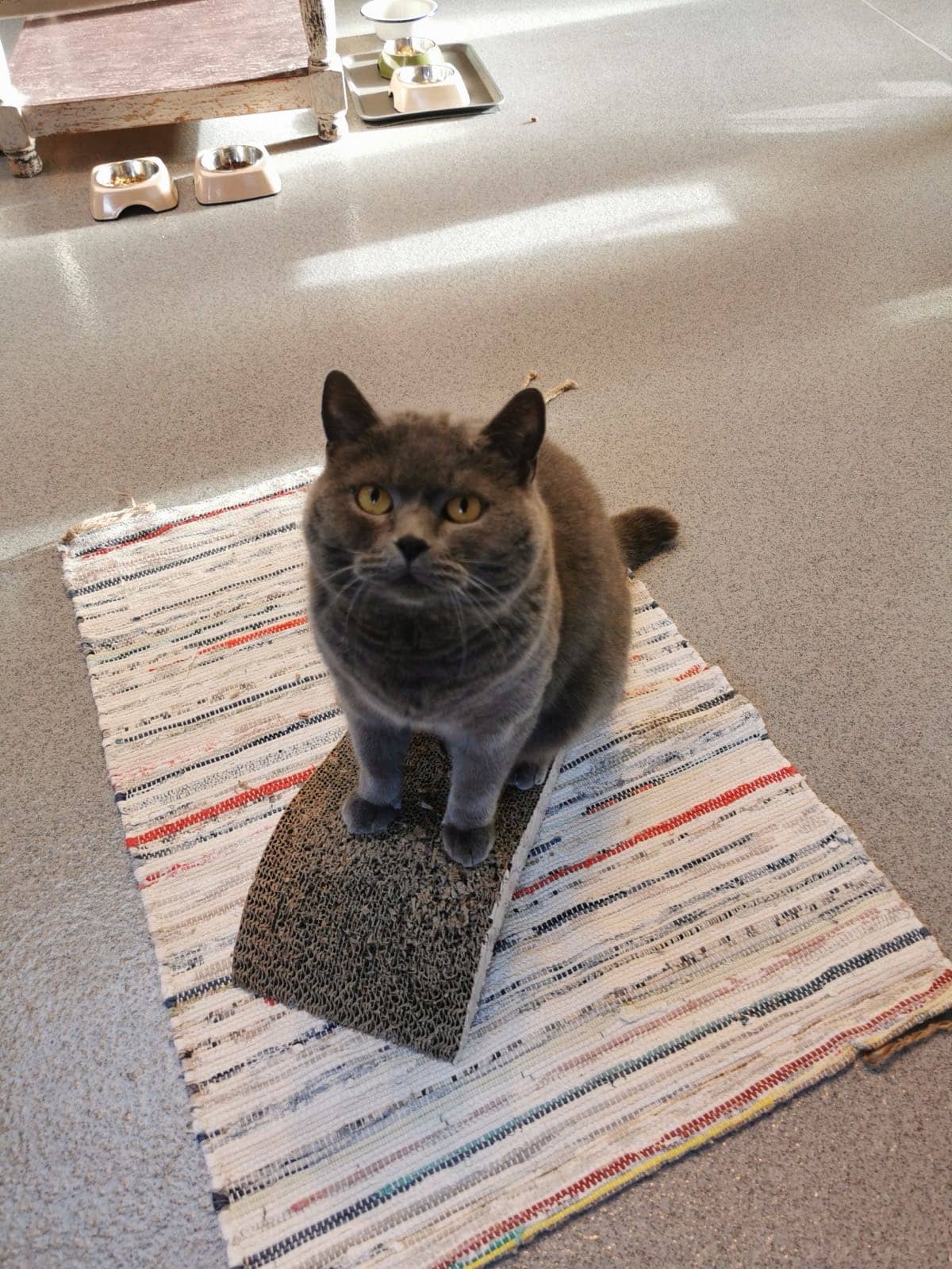 Graue Britisch-Kurzhaar-Katze liegt auf einer Kratzmatte, im Hintergrund die Futterstation