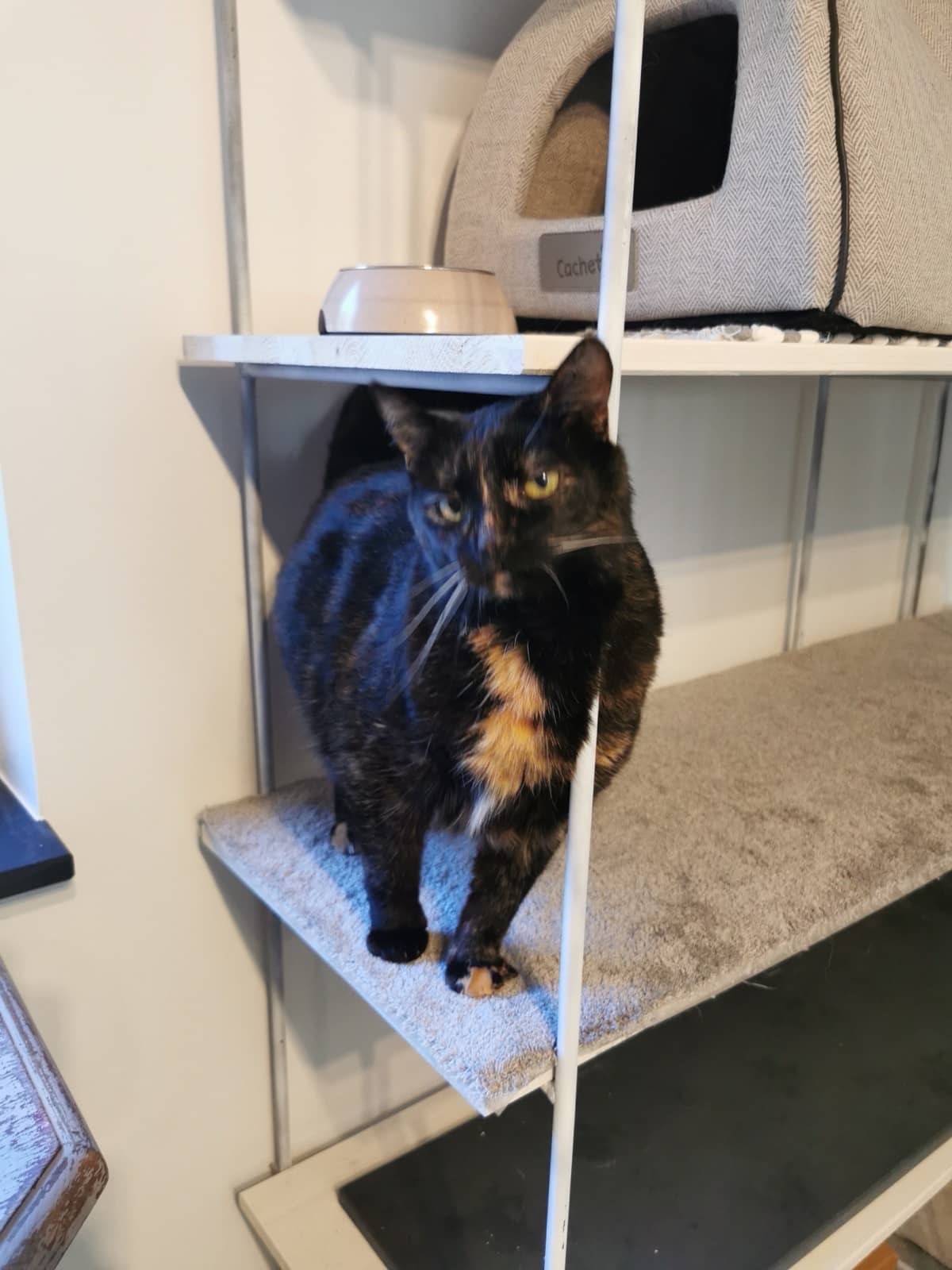 Schildpattkatze liegt auf einer mit Teppich belegten Regalablage
