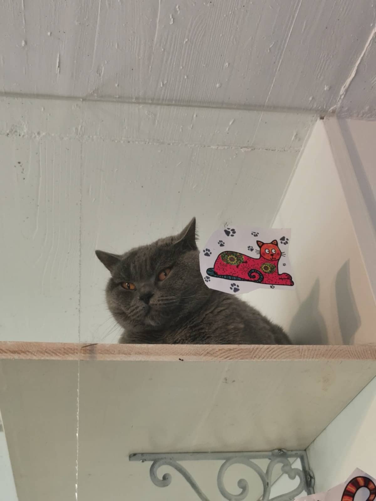 Graue Britisch-Kurzhaar-Katze liegt auf einem Wandbrett dicht unter der Decke