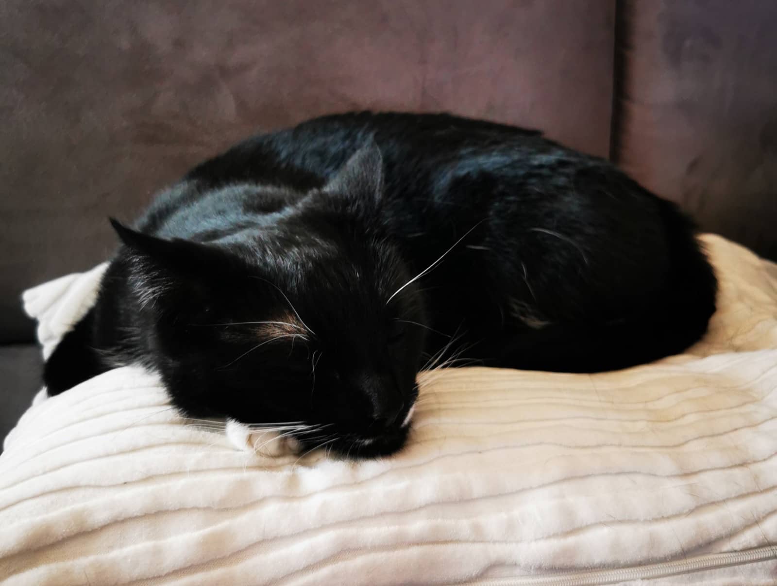 Schwarze Katze schläft zusammengerollt auf einem cremefarbenen Cordkissen