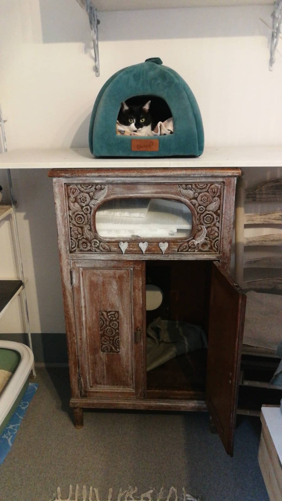 Schwarz-weiße Katze in einer petrolfarbenen Kuschelhöhle auf einem Regalbrett