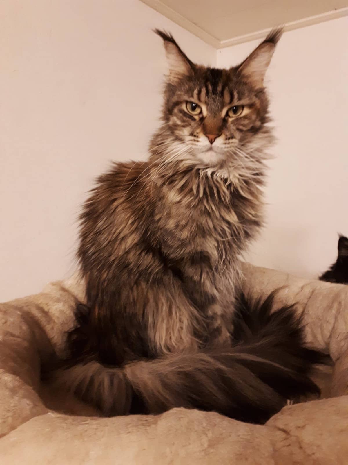 Maine Coon sitzt aufrecht in einem beigen Katzenbett